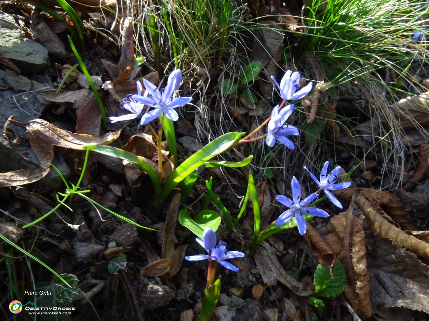 41 Scilla bifolia (Scilla silvestre).JPG